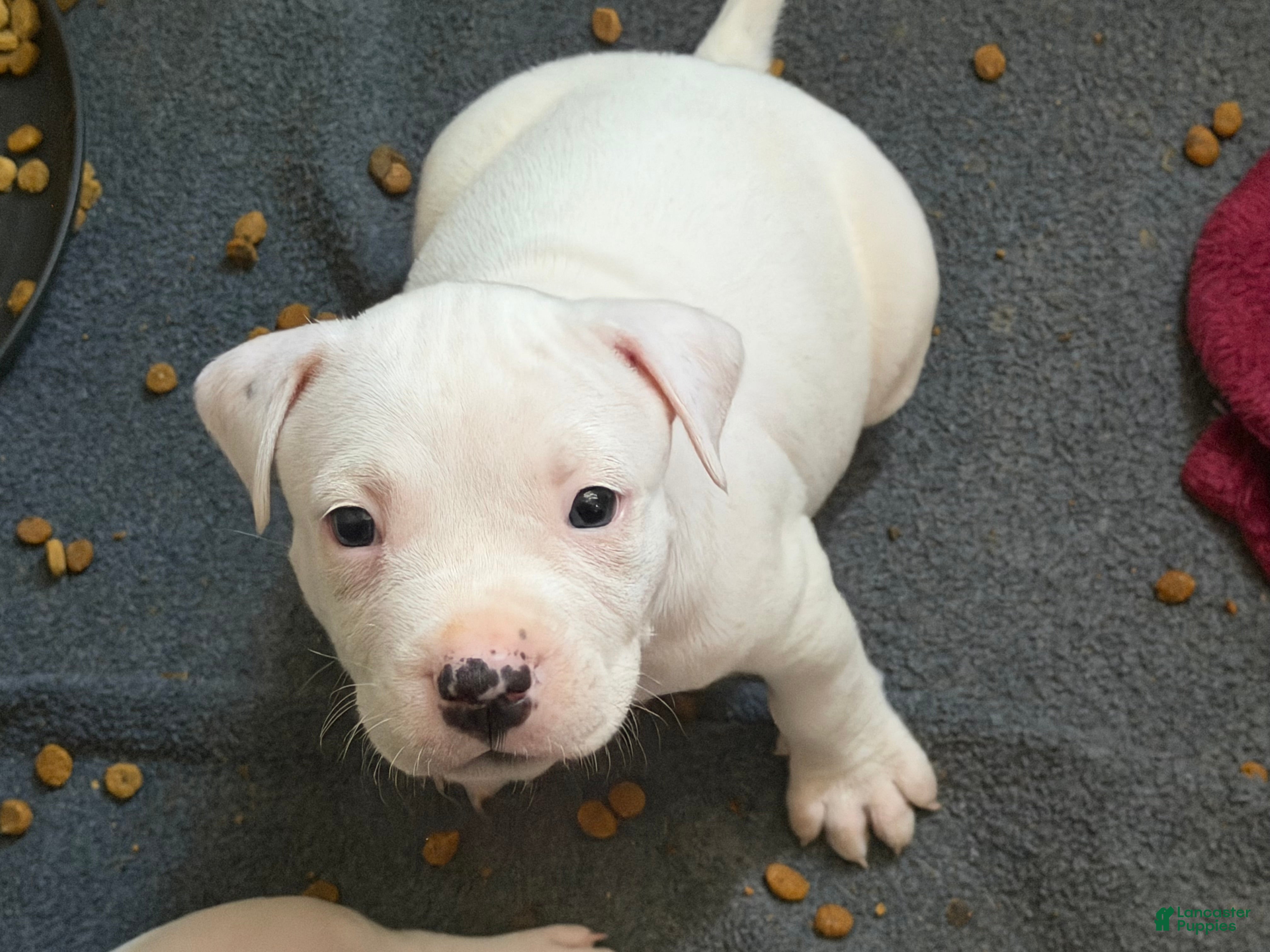 Mixed Breed dogs HONEY - Ad 42