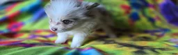 Pomeranian dogs for sale: Charles - Ad 8