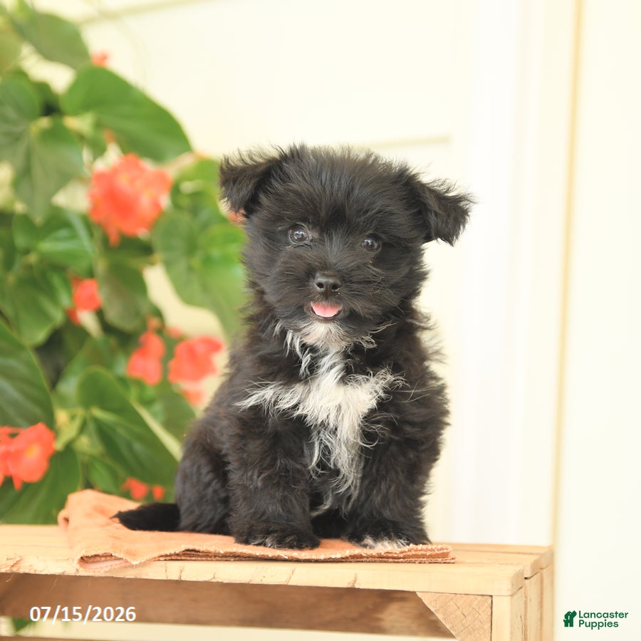 Morkie dogs Huckleberry - Ad 1