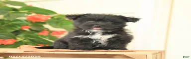 Huckleberry