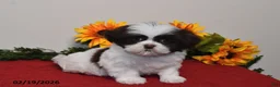 Shih Tzu dogs for sale: Caspar - Ad 3
