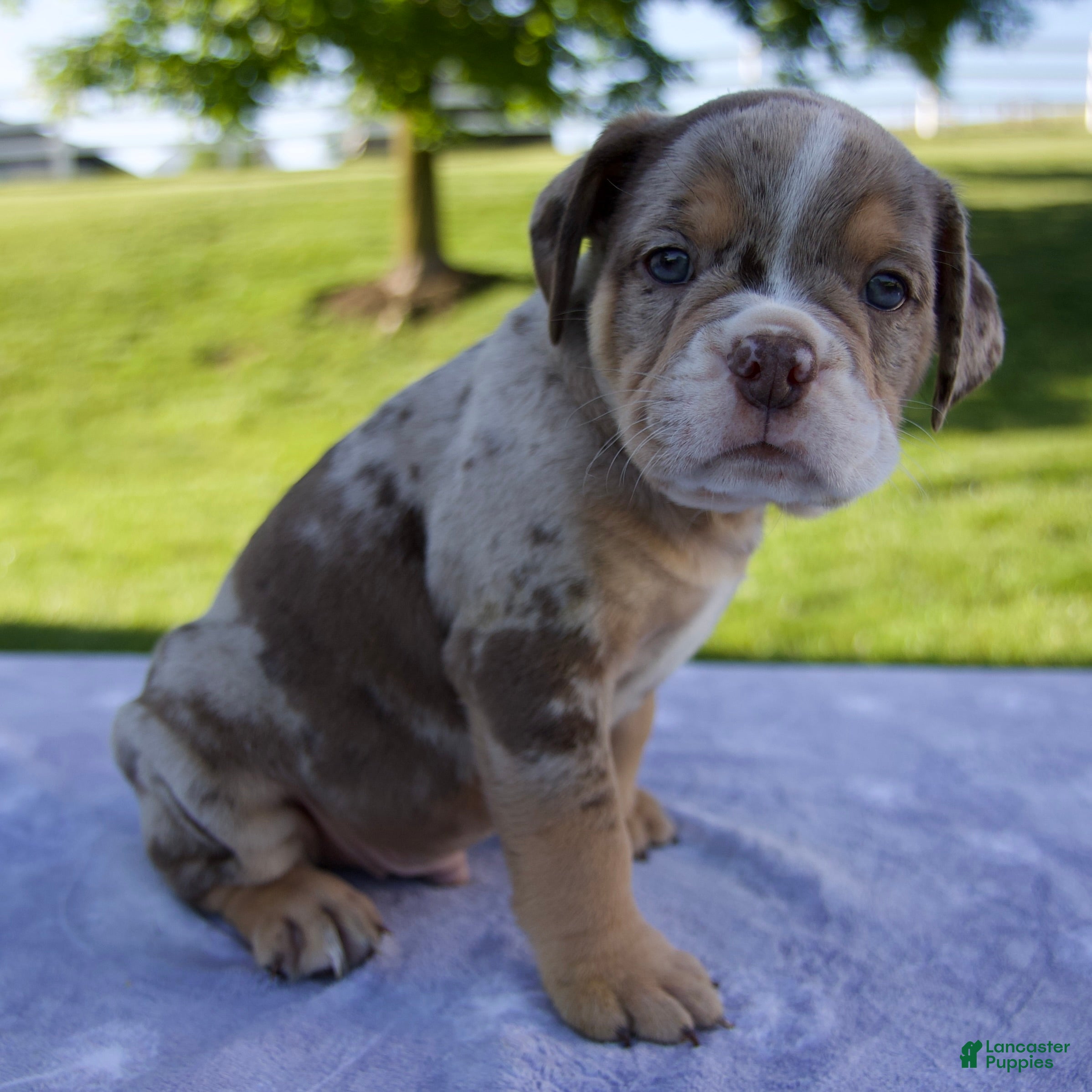 Beabull dogs Silas - Ad 2