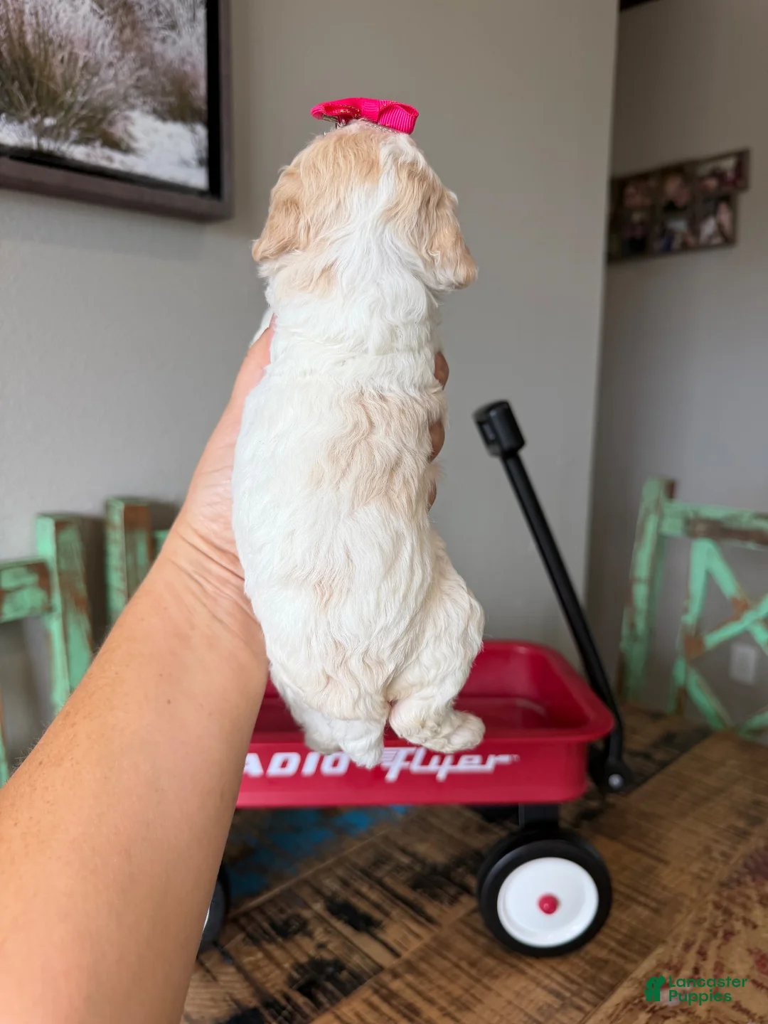 Miniature Poodle dogs for sale: Akc Clear 🧬 tested Chocolate Phantom Parti Girl  - Ad 12