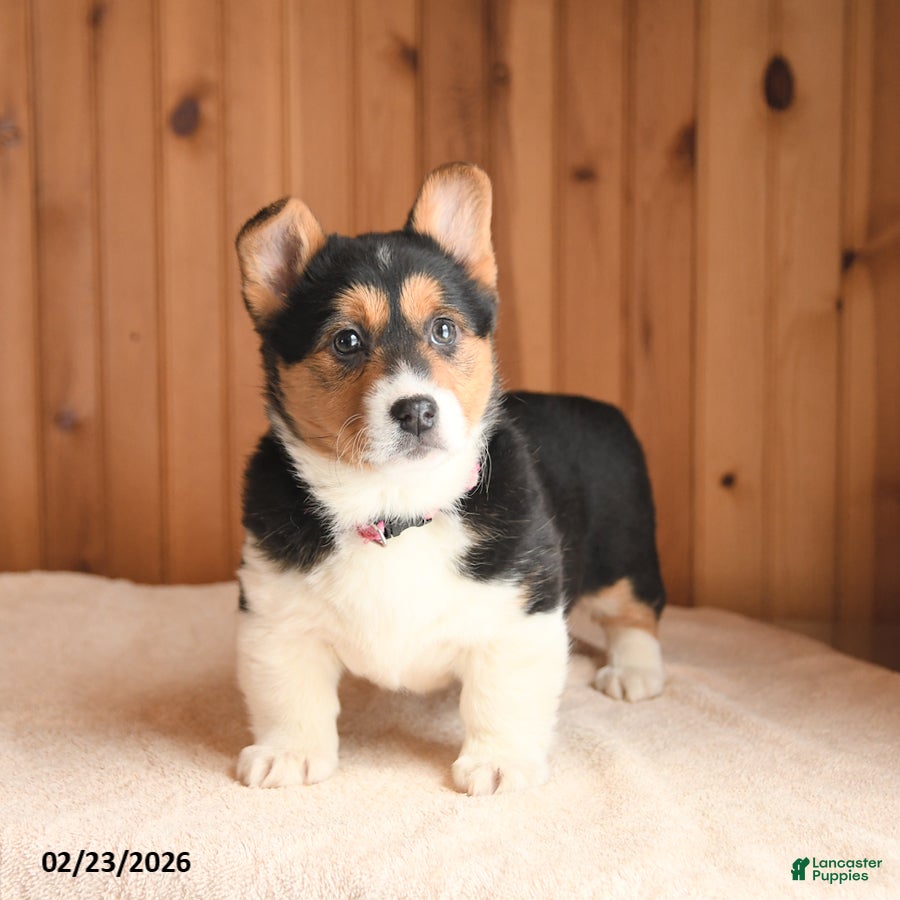 Welsh Corgi Pembroke dogs Duchess - Ad 2