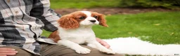 Cavalier King Charles Spaniel dogs for sale: Izzy - Ad 5