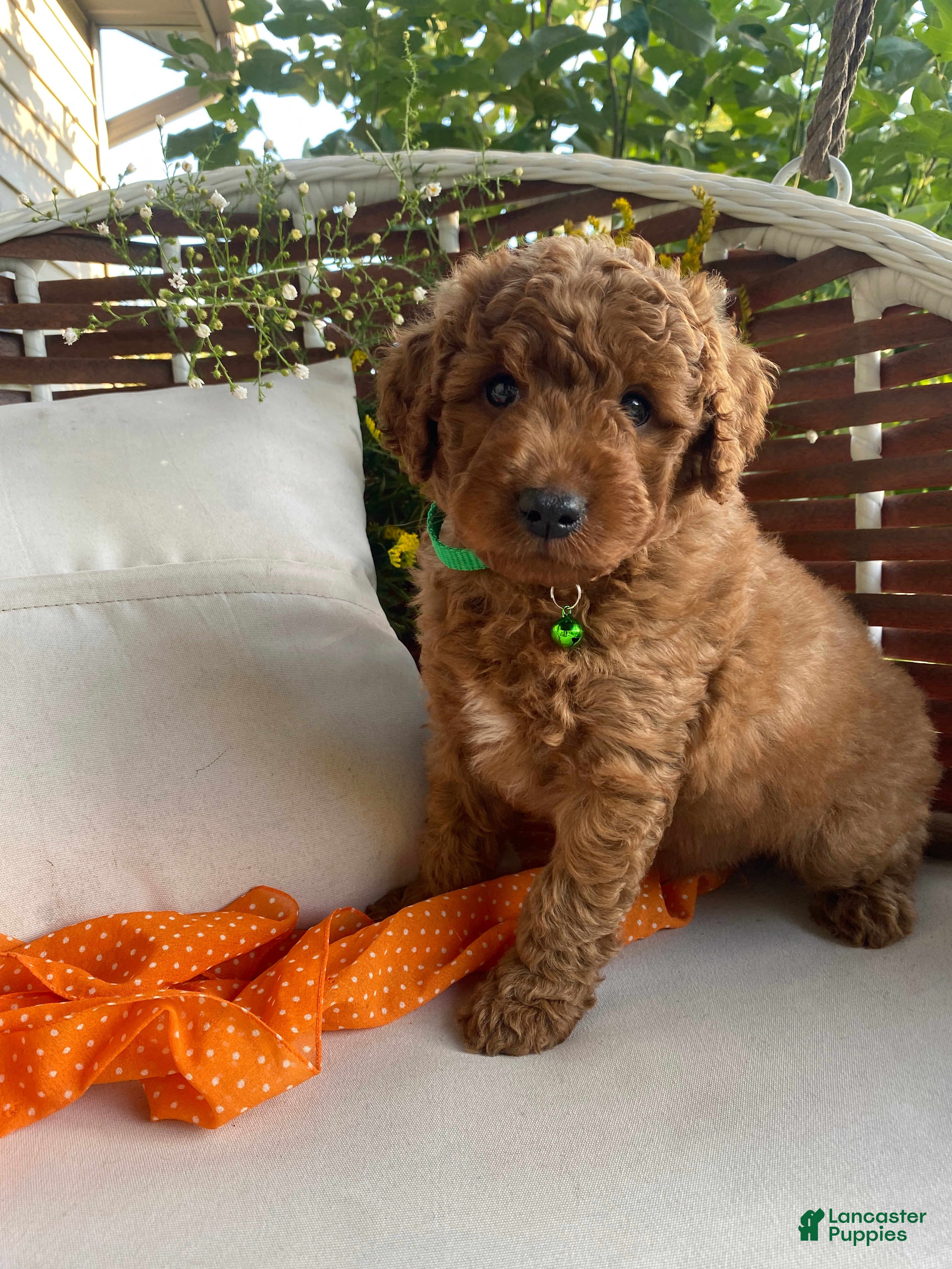 Miniature Labradoodle dogs Miles - Ad 2