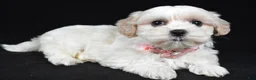 Maltipoo dogs for sale: Trisa - Ad 1