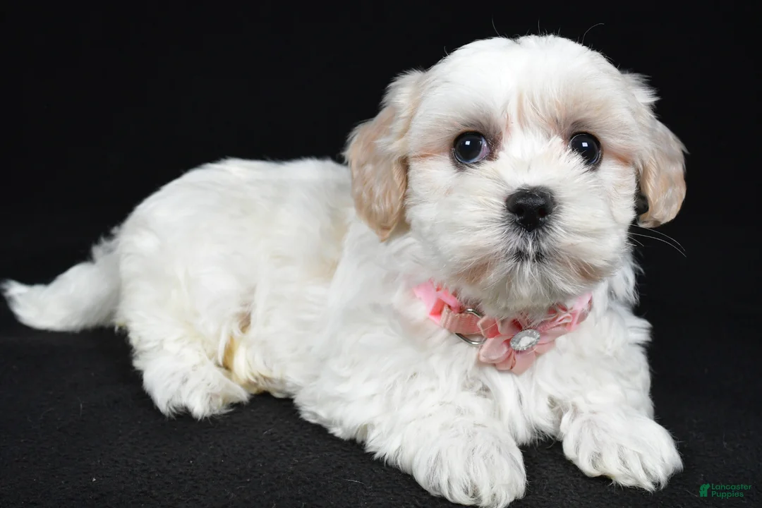 Maltipoo dogs for sale: Trisa - Ad 1