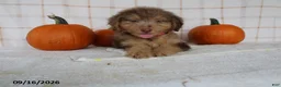 Mini Aussiedoodle dogs for sale: Benji - Ad 3