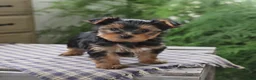 Yorkshire Terrier dogs for sale: Rascal - Ad 3