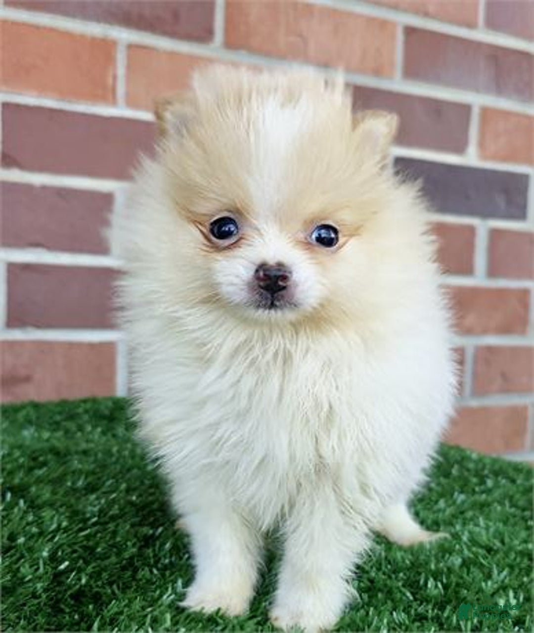Pomeranian dogs for sale: Pomeranian Puppy 1 - Ad 3