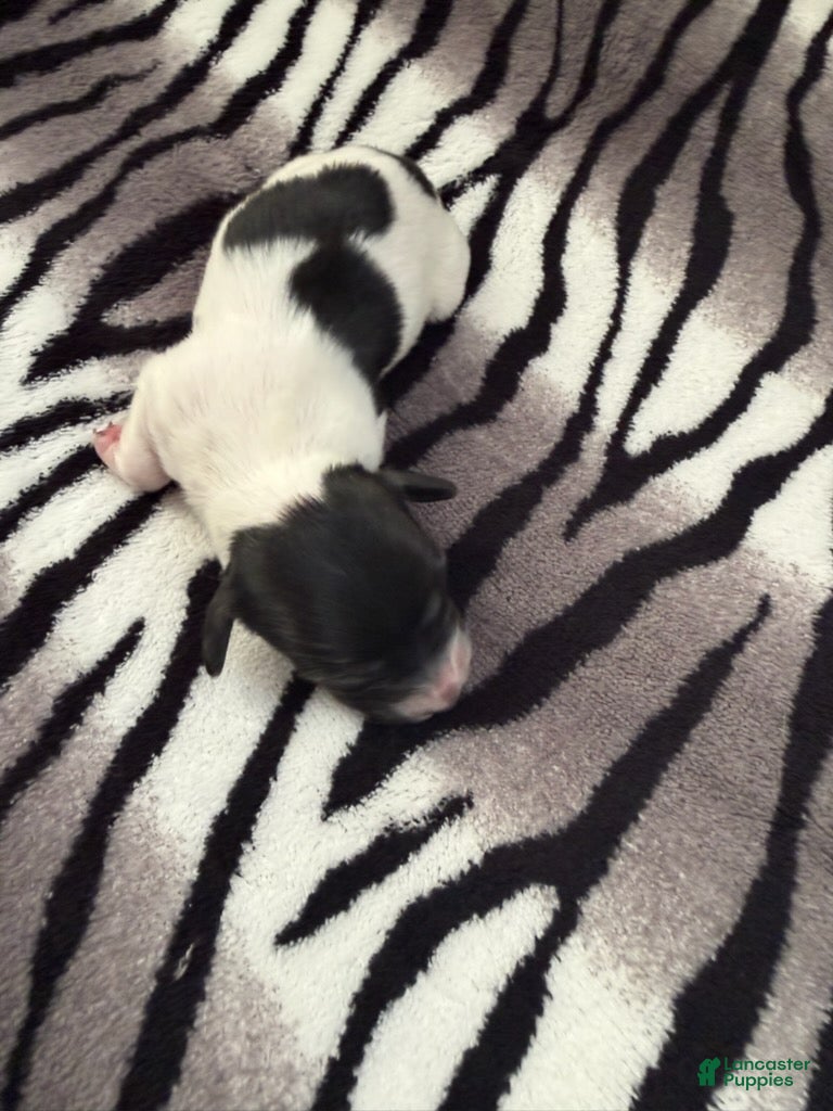 Dachshund dogs Black and cream pie  - Ad 2