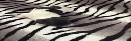 Dachshund dogs for sale: Black and cream pie  - Ad 2