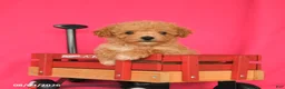Maltipoo dogs for sale: Ozzy - Ad 3
