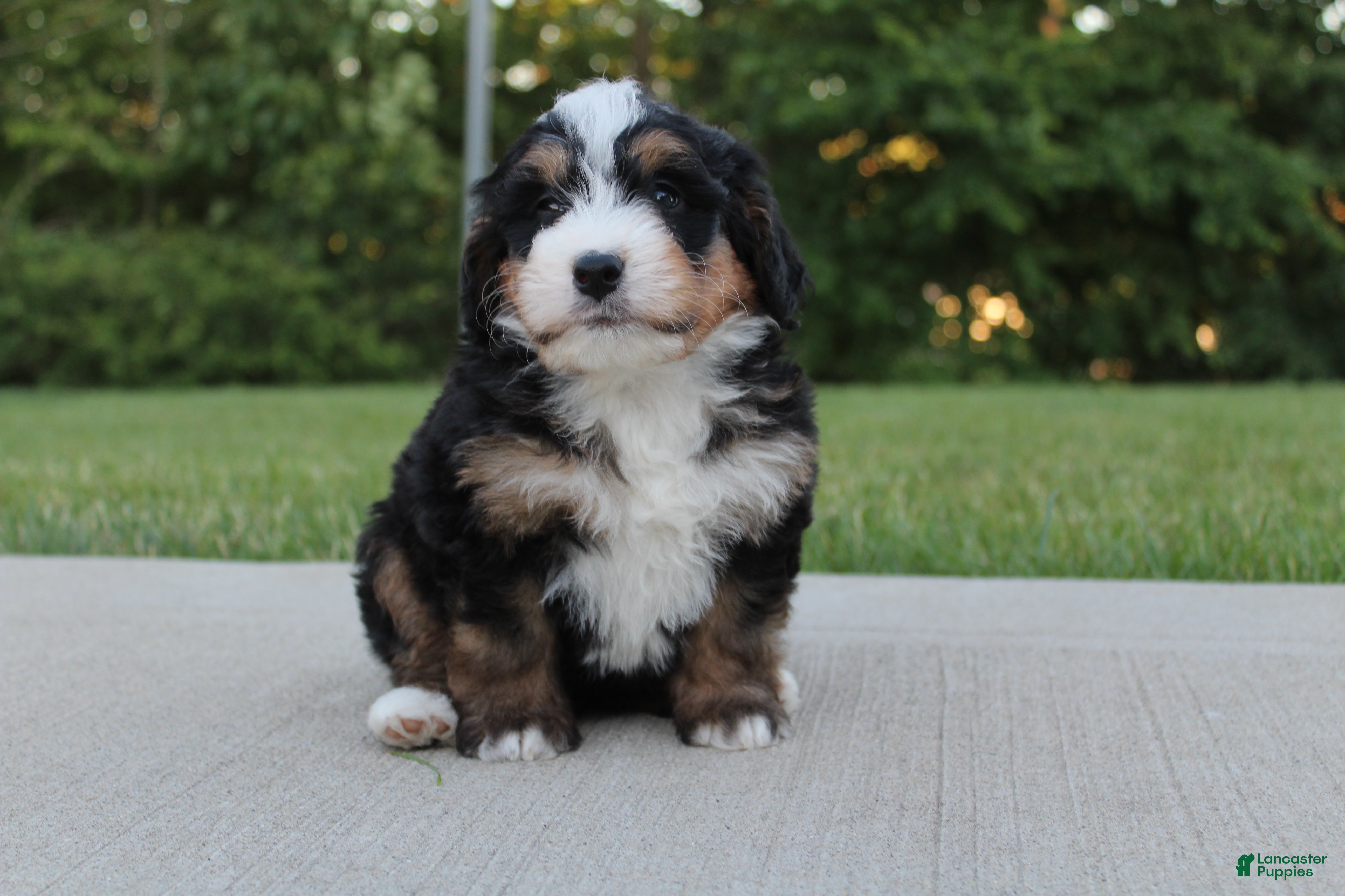 Mini Bernedoodle dogs Abby  - Ad 1