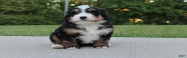 Abby 