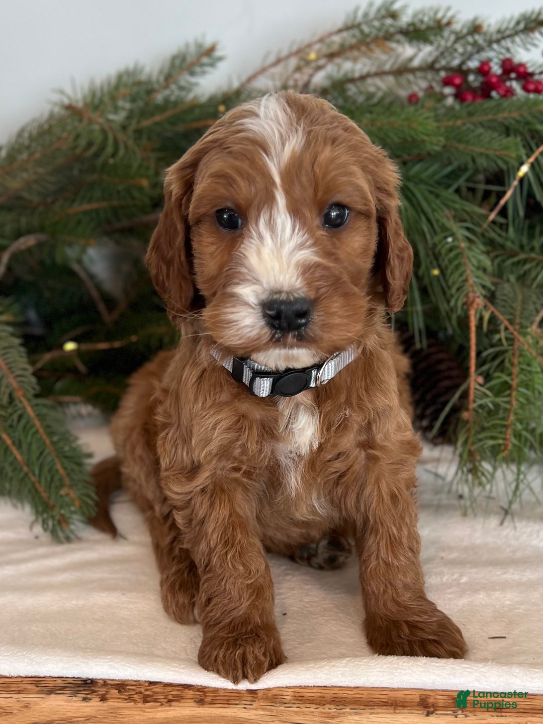 Irish Doodle dogs for sale: Asher - Ad 15