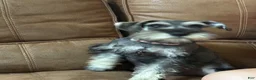 Miniature Schnauzer dogs for sale: Miniature Schnauzer 4 - Ad 3
