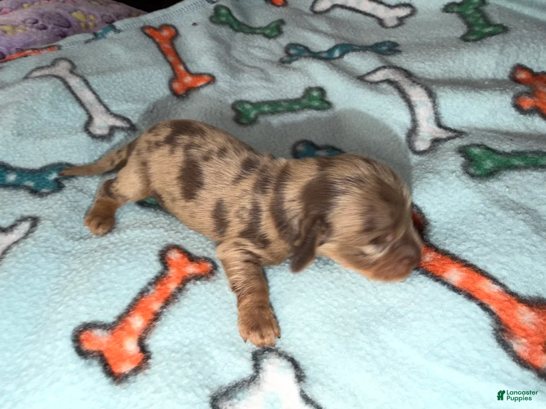 Dachshund dogs for sale: Uno chocolate dapple boy - Ad 17