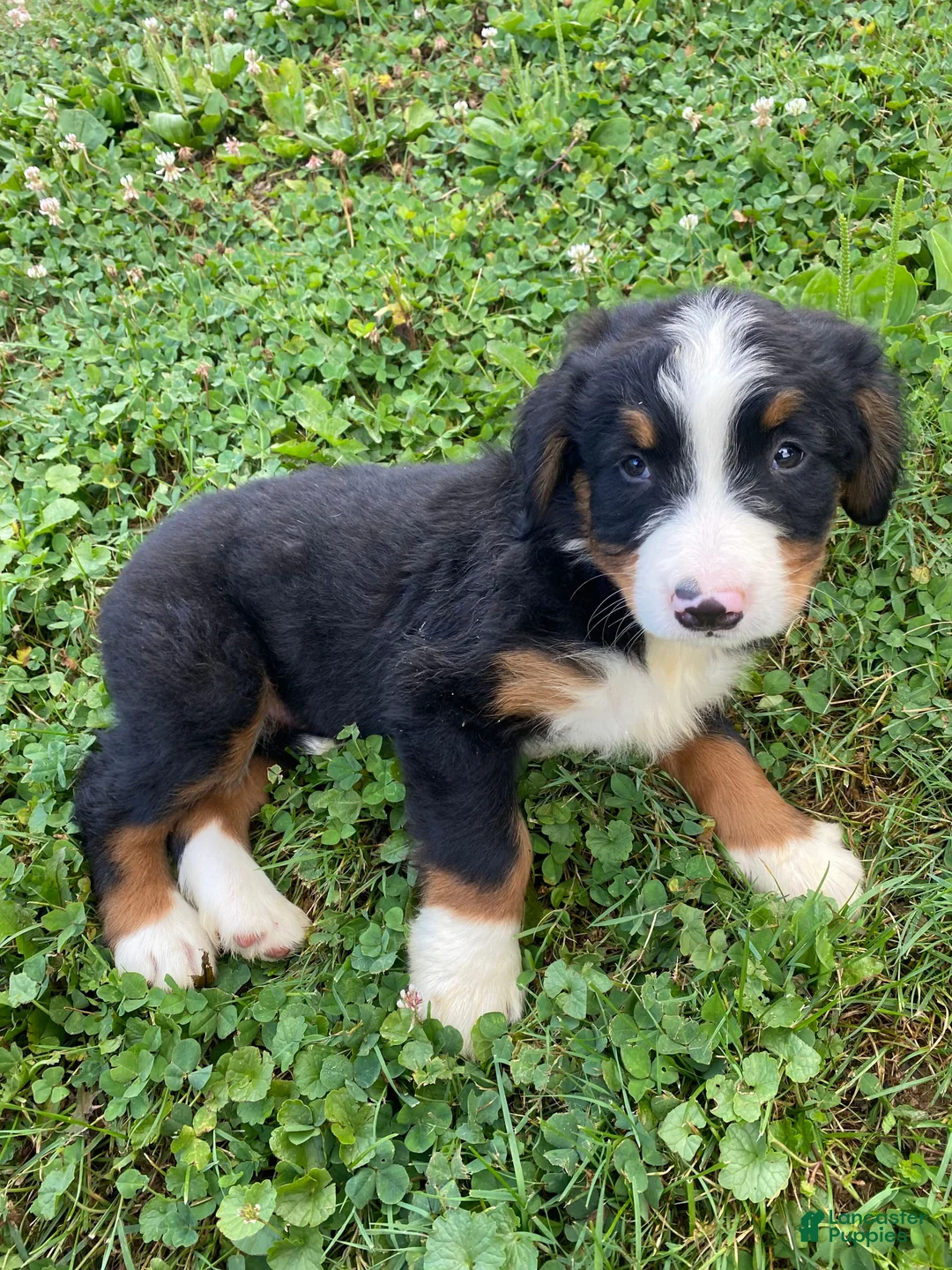 Bernese Mountain Dog dogs for sale: Finn - Ad 11