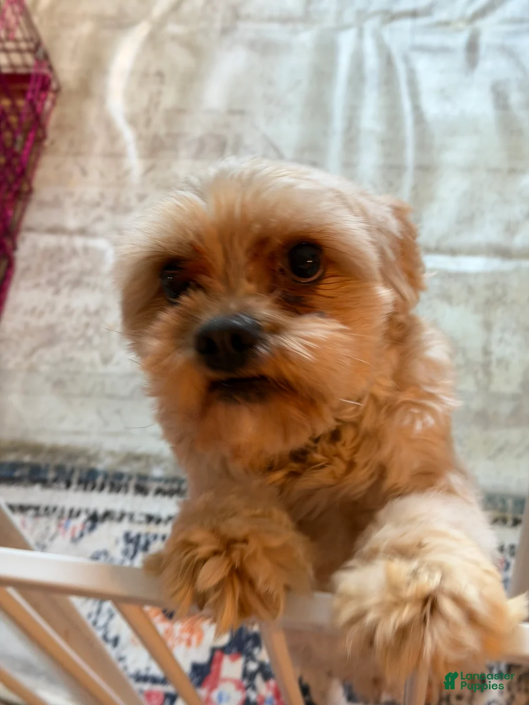 Mixed Breed dogs for sale: Mixed Breed Puppy 1 - Ad 2