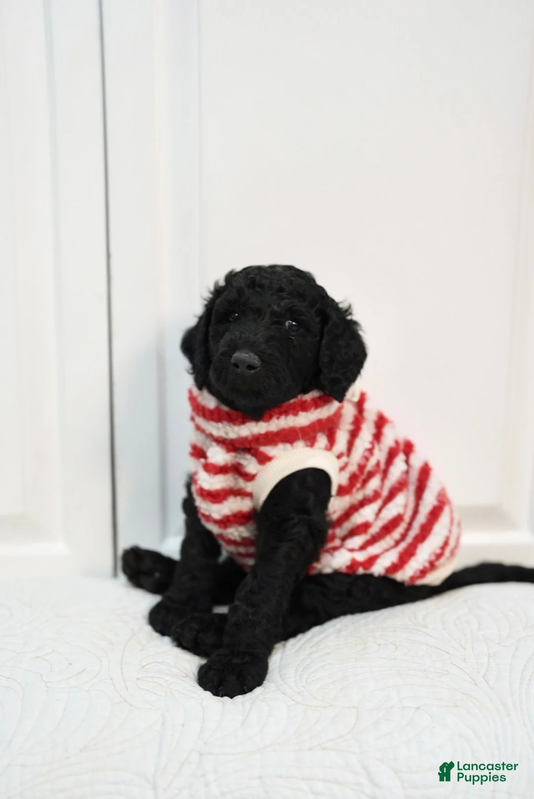 Standard Poodle dogs for stud: Shimba - Ad 2