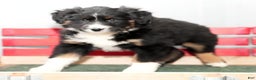 Australian Shepherd dogs for sale: Callie - Ad 6