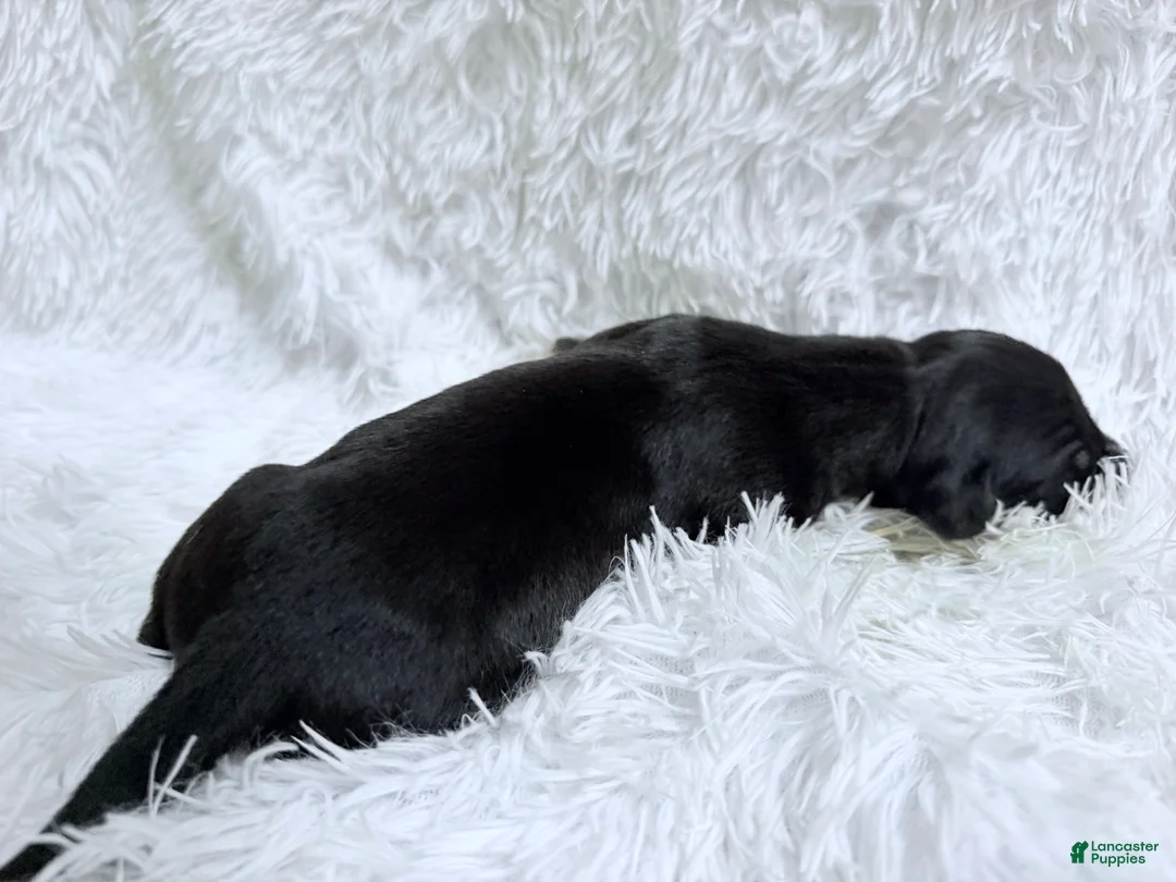 Great Dane dogs for sale: Whiskey - Ad 2