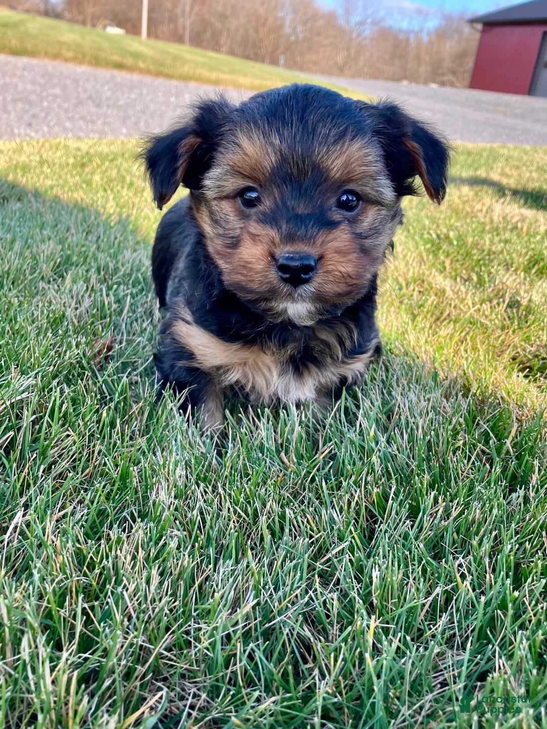 Yorkshire Terrier dogs for sale: Atlas - Ad 1