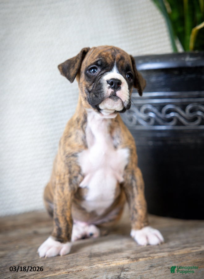 Boxer dogs Monty - Ad 2
