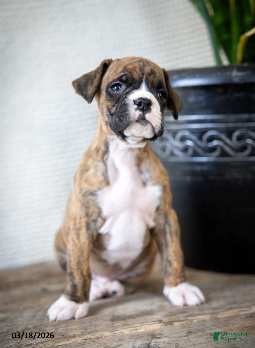 Boxer dogs for sale: Monty - Ad 2