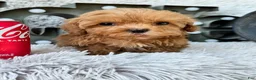 Cavapoo dogs for sale: Apple - Ad 8