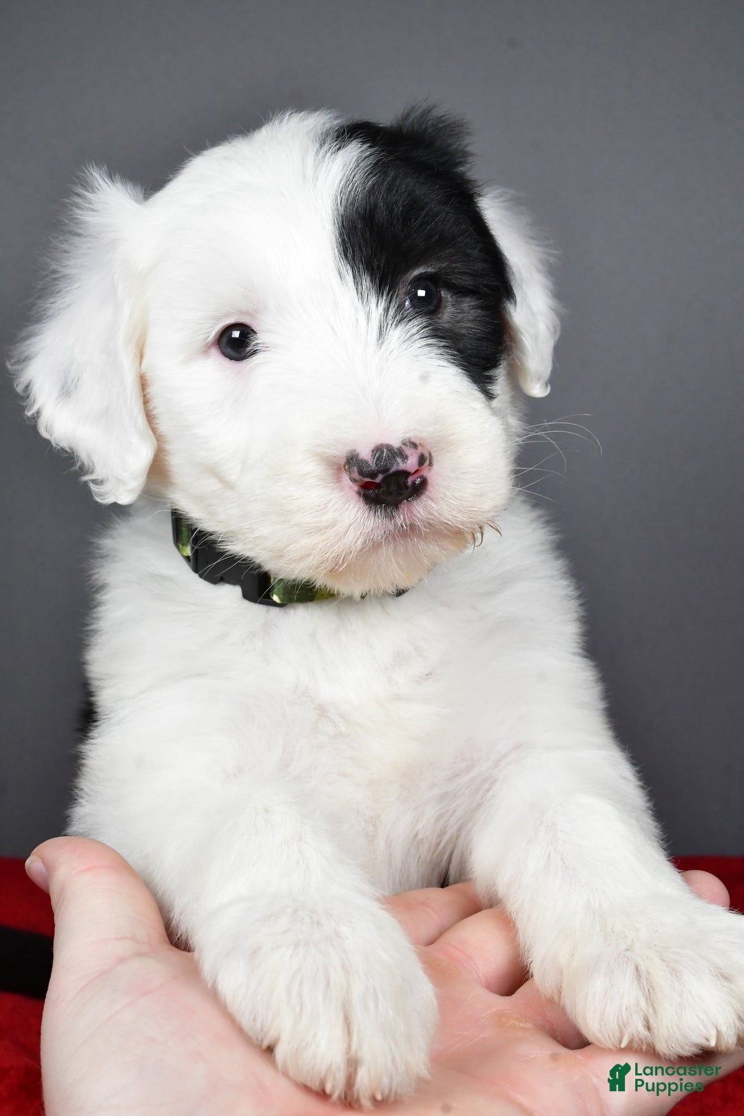 Old English Sheepdog dogs for sale: Crystal  - Ad 6