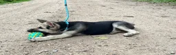 German Shepherd dogs for sale: Brooklynn  - Ad 8