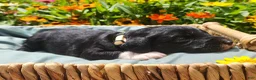 Mini Sheepadoodle dogs for sale: Rover - Ad 17