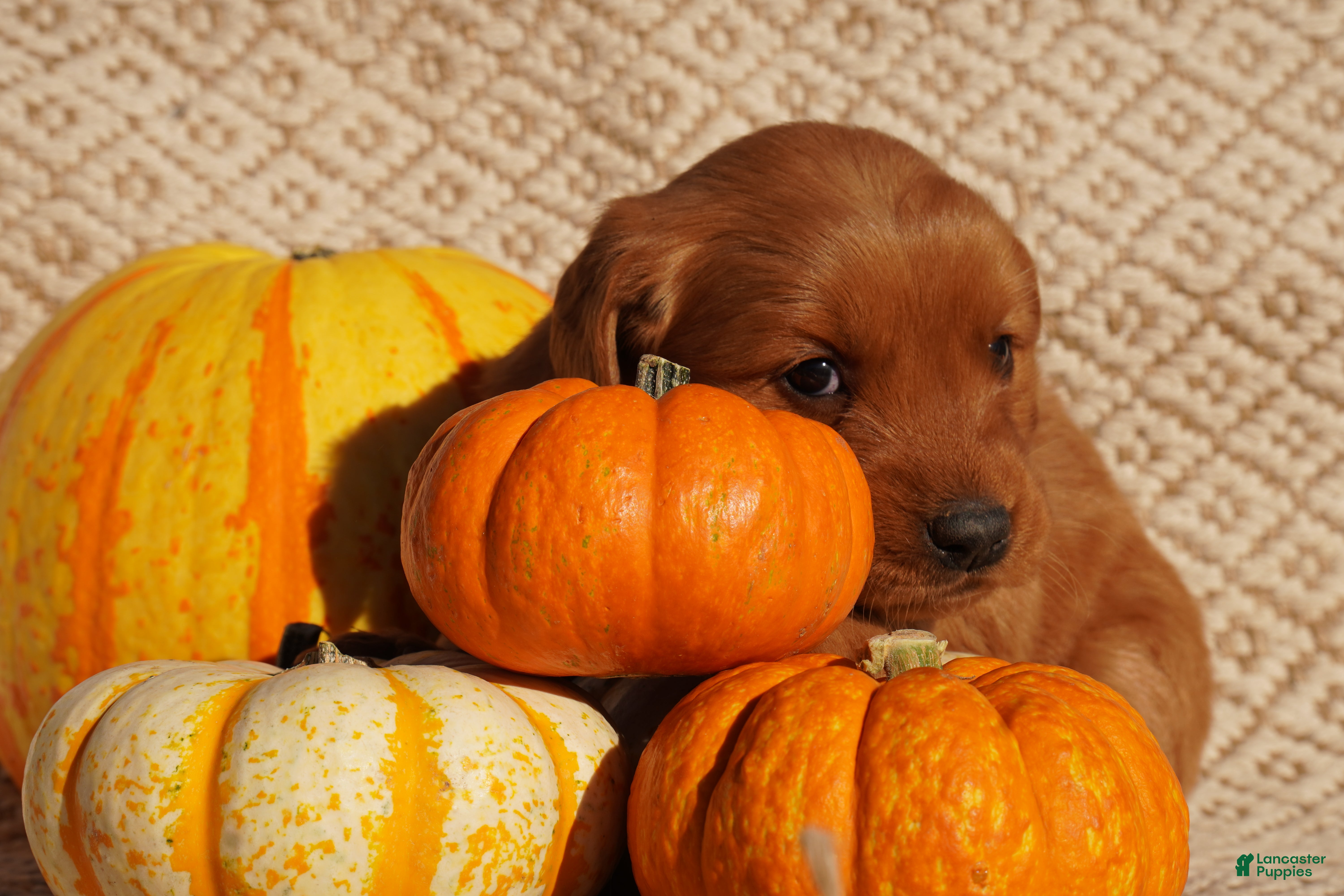 Golden Retriever dogs for sale: Daisy -AKC, Genetically Clear - Ad 2