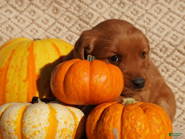 Golden Retriever dogs for sale: Daisy -AKC, Genetically Clear - Ad 2