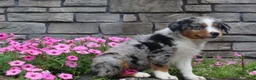 Australian Shepherd dogs for sale: Parker - Ad 4