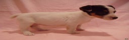 Jack Russell Terrier dogs for sale: Bramble - Ad 5