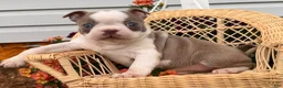 Boston Terrier dogs for sale: Lilac  - Ad 1
