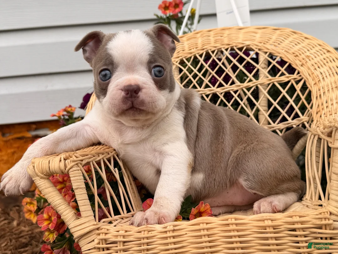 Boston Terrier dogs for sale: Lilac  - Ad 1