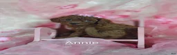Cavapoo dogs for sale: Cavapoo F1b 9 Annie - Ad 14