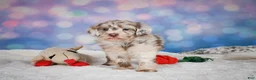 Mini Goldendoodle dogs for sale: Lucy - Ad 4