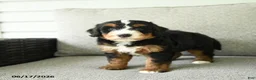 Bernedoodle dogs for sale: Sasha - Ad 3