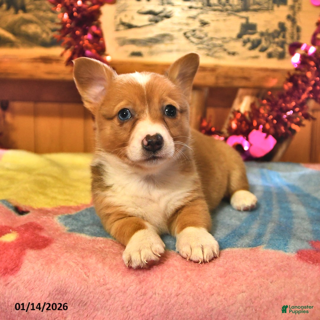 Welsh Corgi Pembroke dogs for sale: Sienna - Ad 4