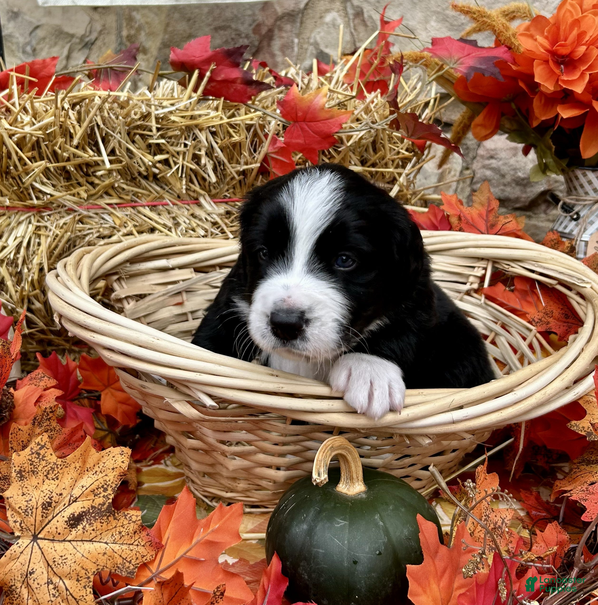 Mixed Breed dogs for sale: Sarge - Ad 1