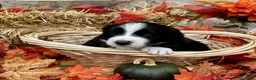 Mixed Breed dogs for sale: Sarge - Ad 1