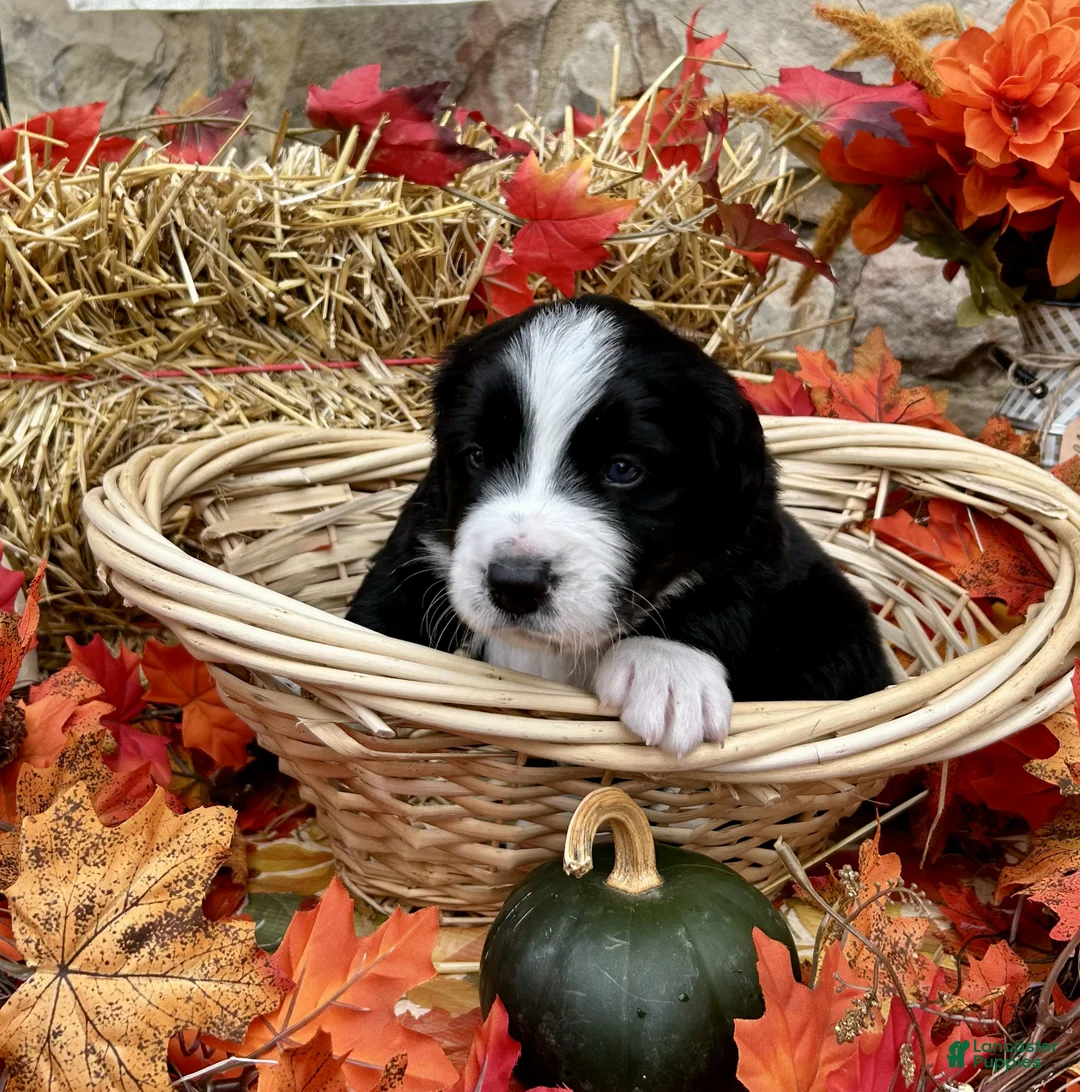 Mixed Breed dogs for sale: Sarge - Ad 1