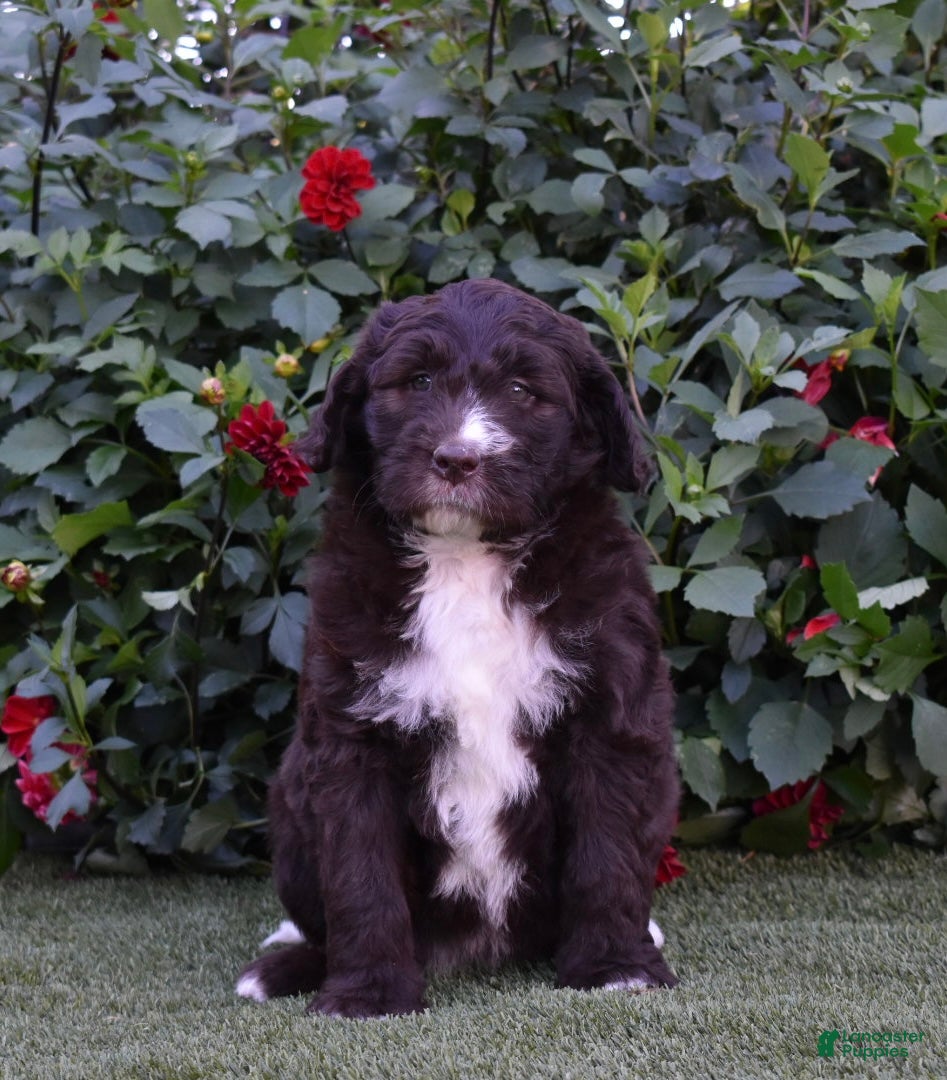 Newfypoo dogs Chloe - Ad 8