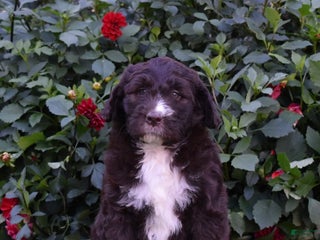 Newfypoo dogs Chloe - Ad 9